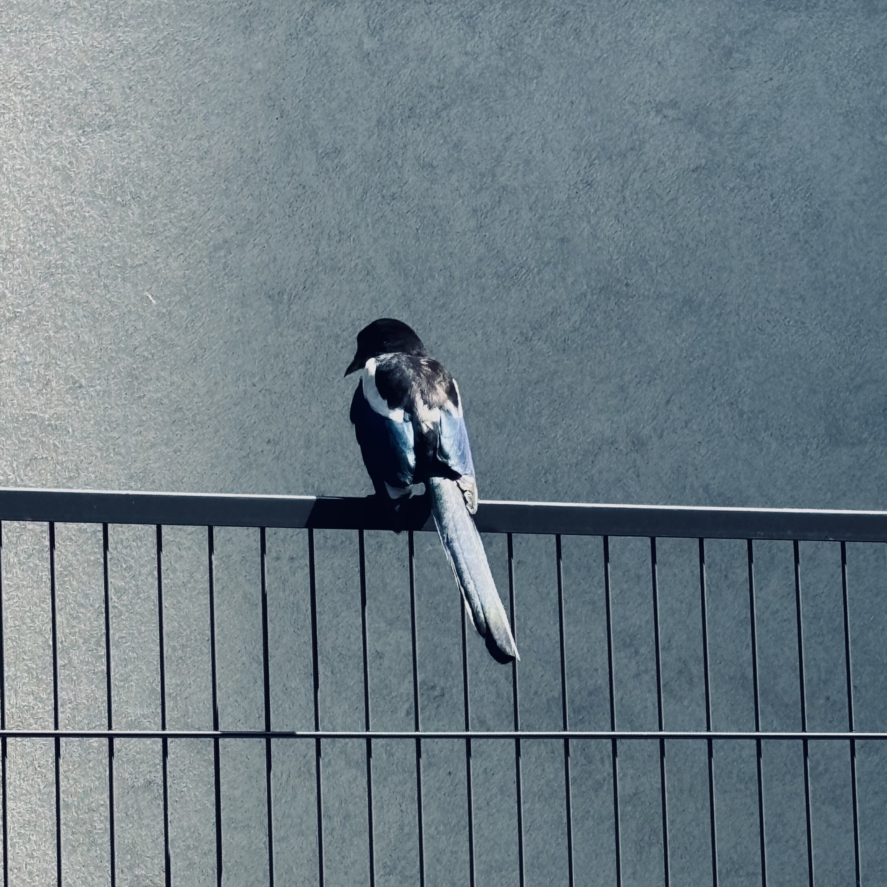 Anthony Hotbeats - nothing of emptiness (cover)